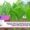 webinar on quality seed sowing by ivri 2025
