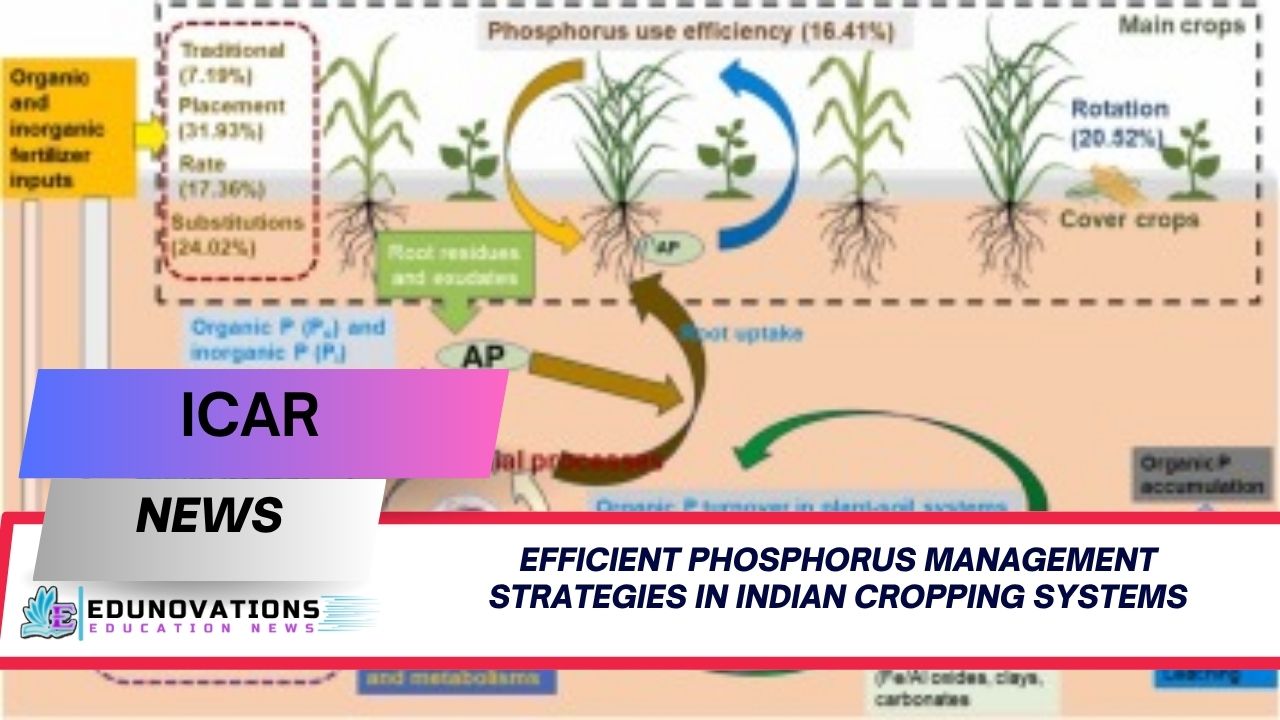 efficient phosphorus management strategies in Indian cropping systems