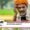 PM-KISAN 20th installment release August 2025