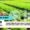 seed quality assurance techniques for vegetable crops