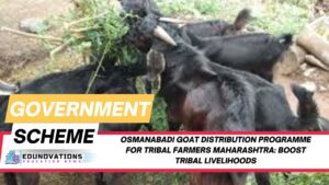 Osmanabadi goat distribution programme for tribal farmers Maharashtra