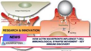how actin wavefronts influence T cell immunological synapse movement