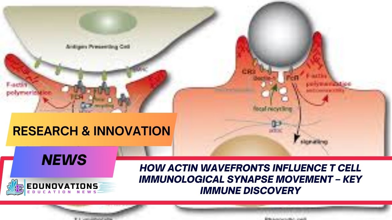how actin wavefronts influence T cell immunological synapse movement